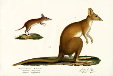 Western Barred Bandicoot, 1824